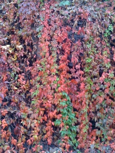 A cascade of leaves